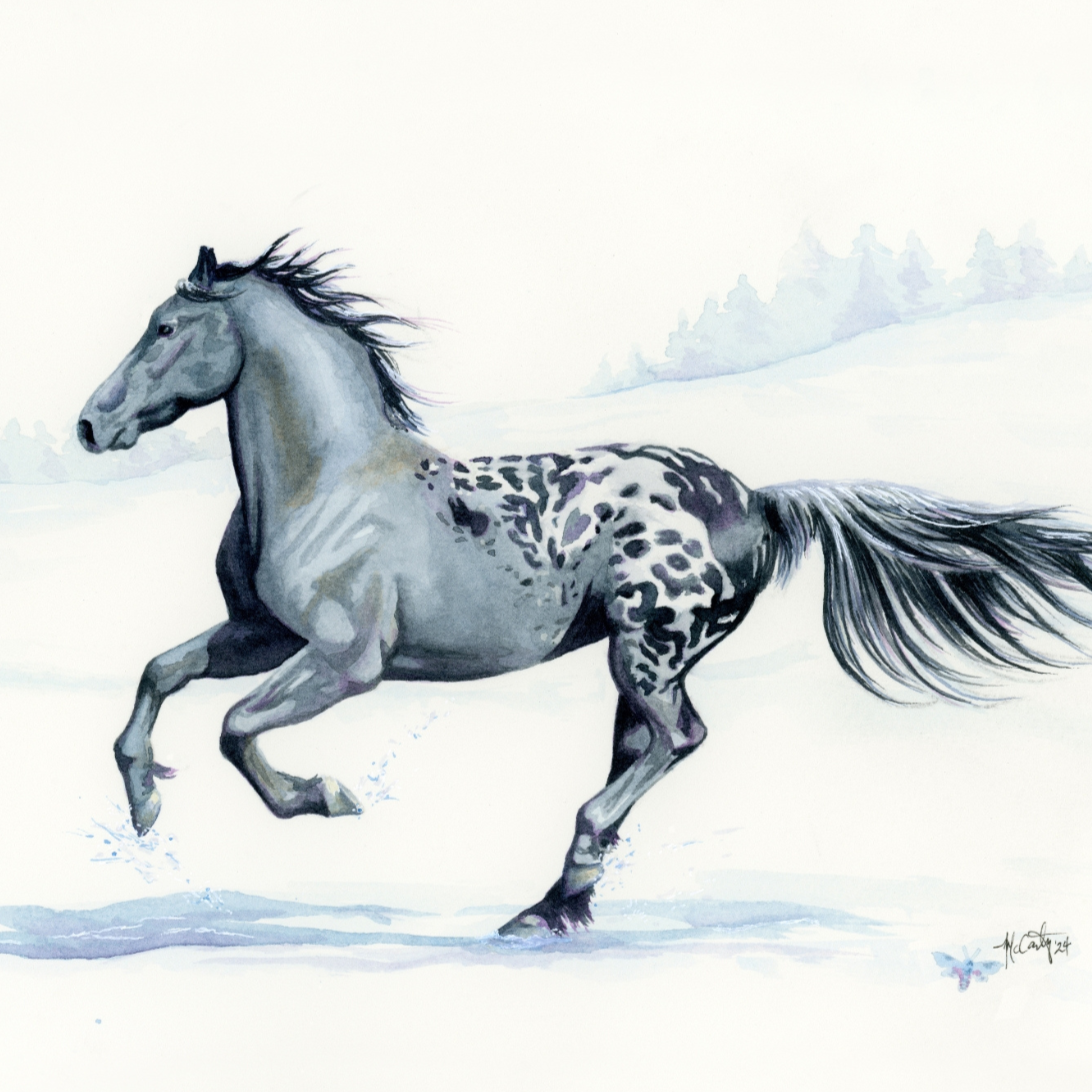 A fine art print of a black and white horse, likely a Friesian-Knabstrupper stallion, galloping in a snowy field.