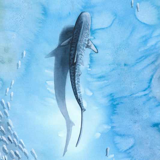 Veiled in Silver — Sea Turtle & Tiger Shark Original Watercolor Painting | 18×24