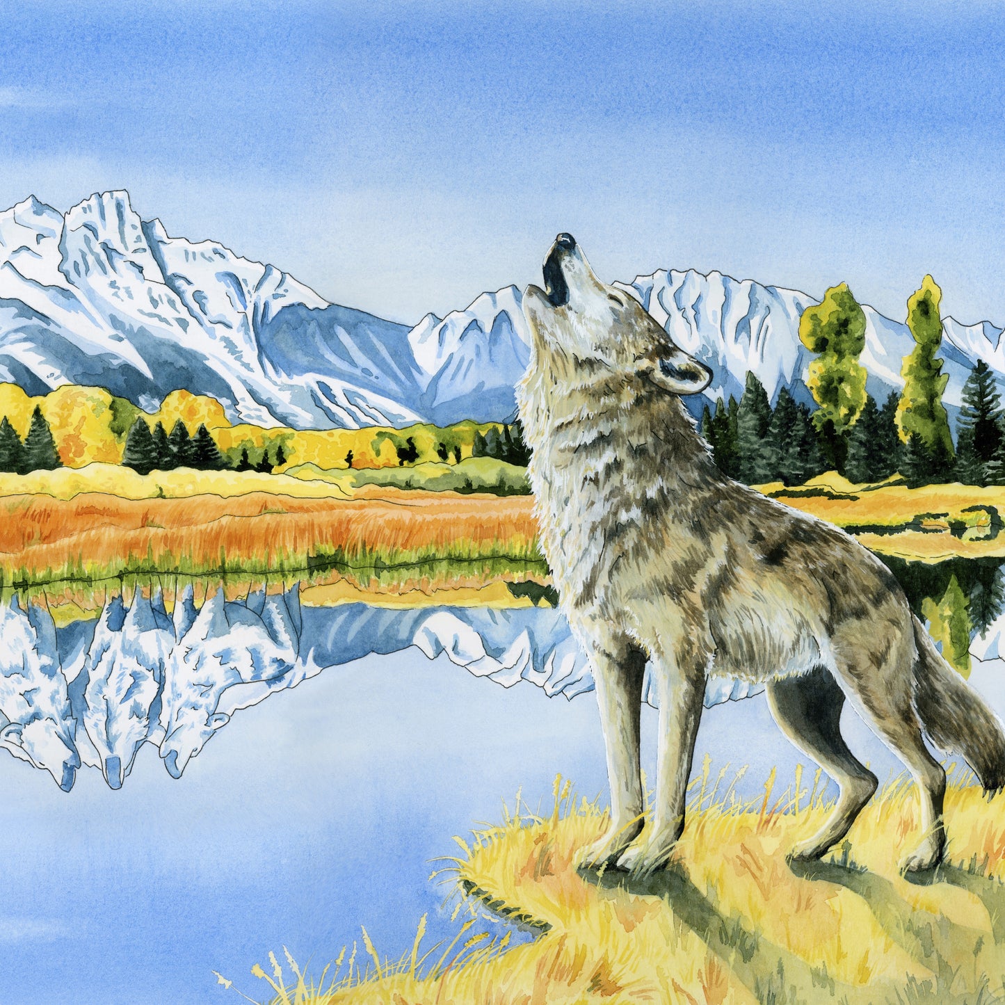 Calling the Pack – Grand Tetons Wolf Canvas Fine Art Print