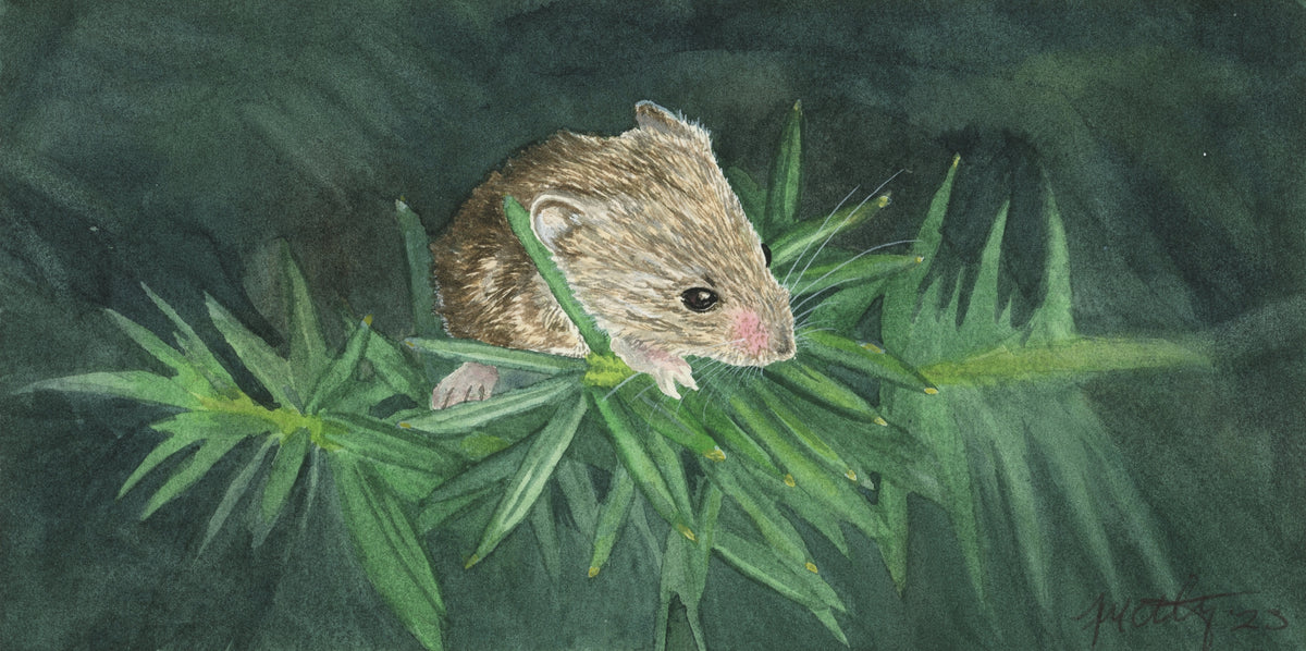 Preble's Meadow Jumping Mouse Study