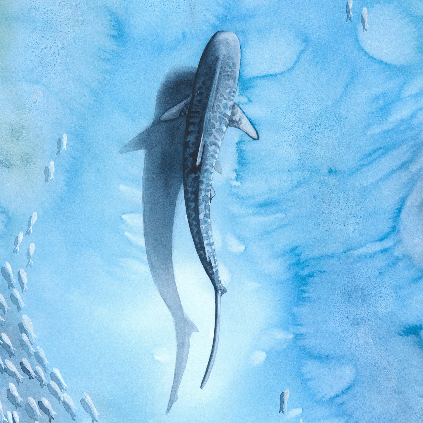 Veiled in Silver — Sea Turtle & Tiger Shark Original Watercolor Painting | 18×24