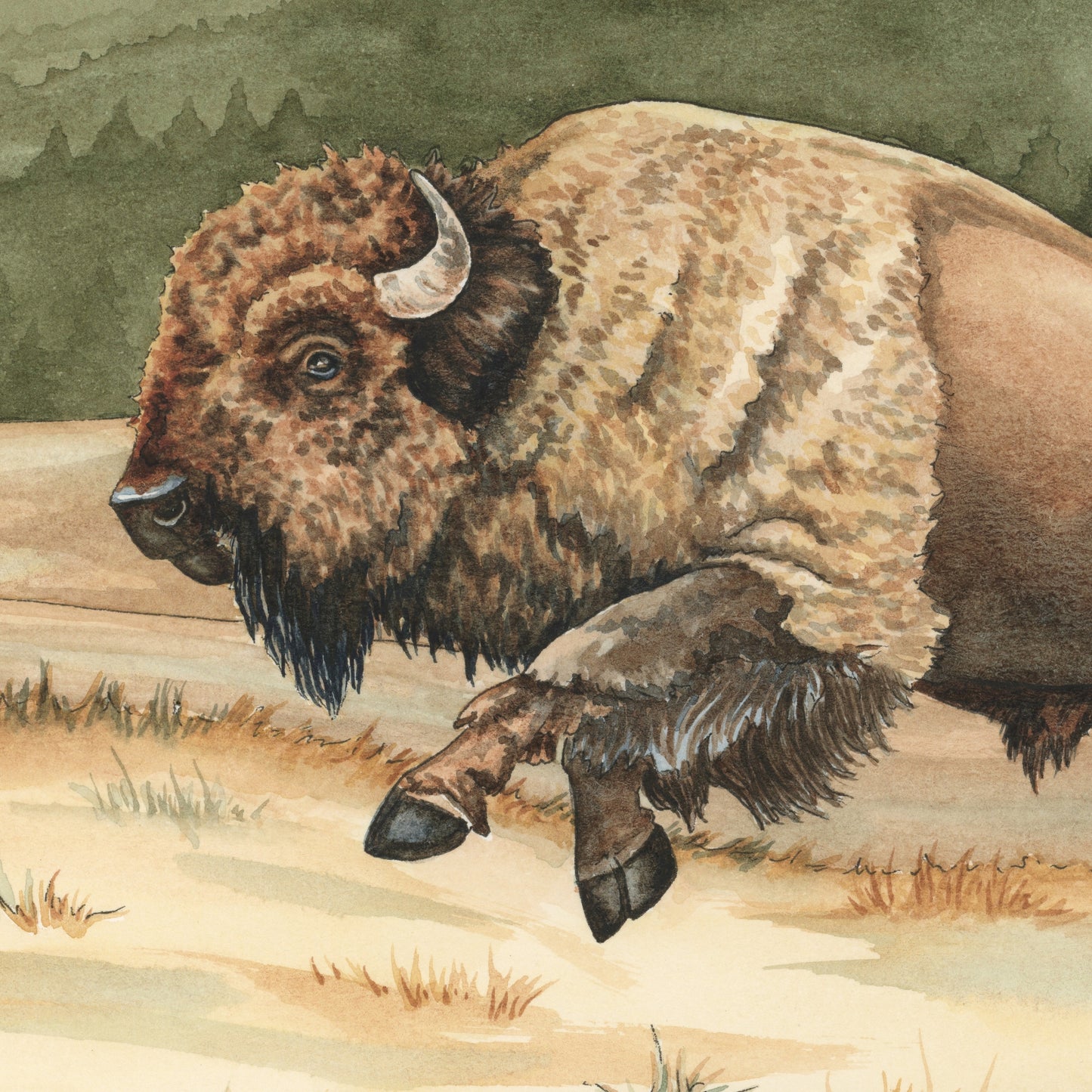 Yellowstone Thunder — Charging Bison in Yellowstone Original Watercolor Painting