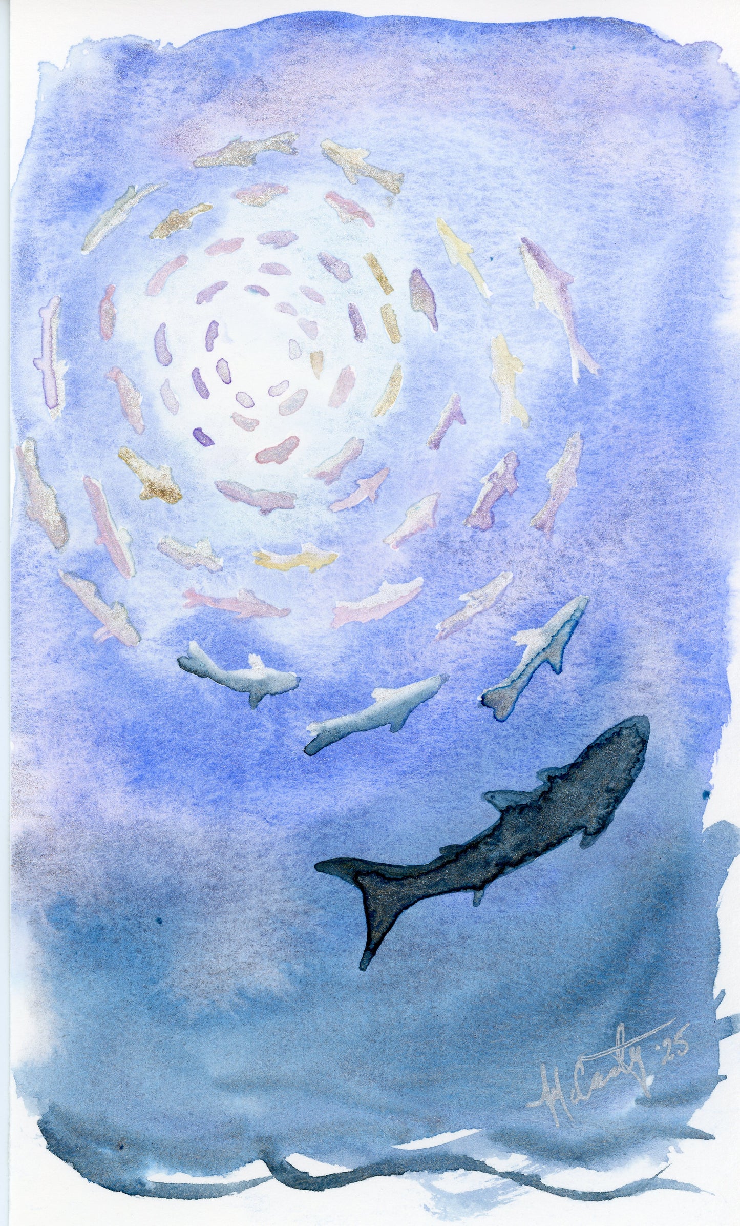 Sardine Study 1