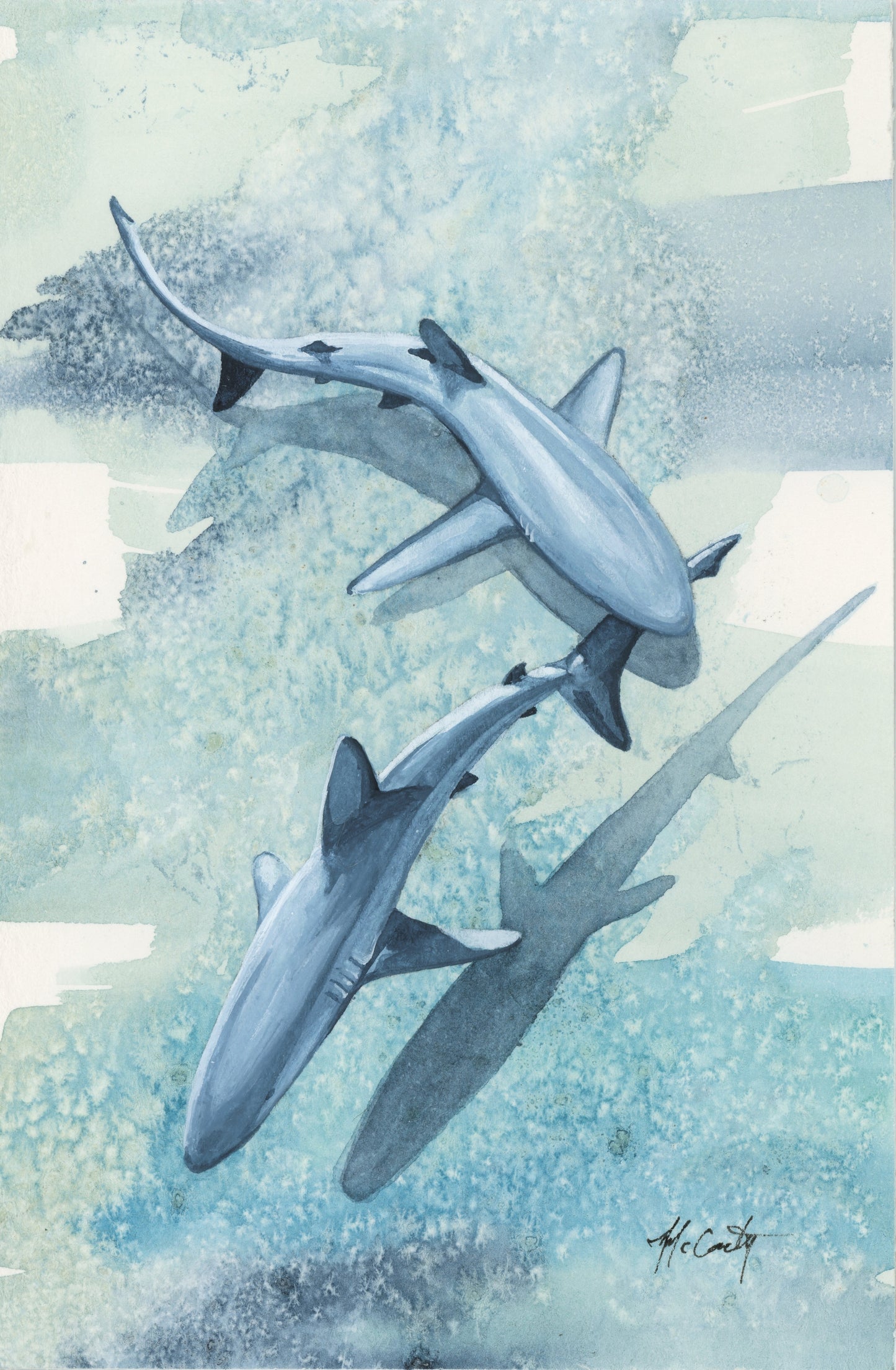 Silky Sharks Study | 4"x6"