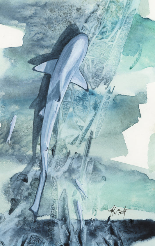 Blacktip Reef Shark Study | 4"x6"