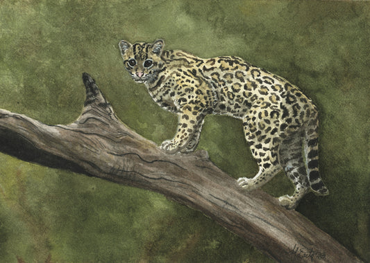 Ocelot Study