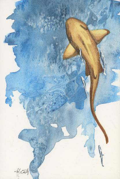 Nurse Shark Study | 4"x6"