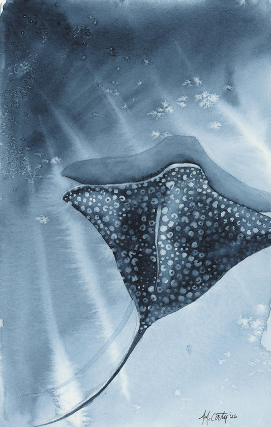 Spotted Eagle Ray Study | 5"x7"