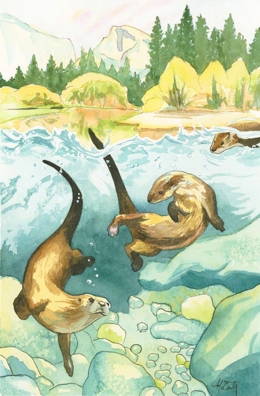 Yosemite's Playful Otters Study