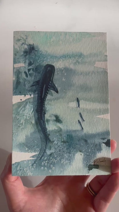 Tiger Shark Study | 4"x6"