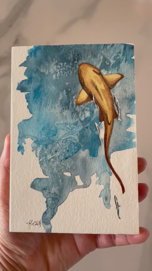 Nurse Shark Study | 4"x6"